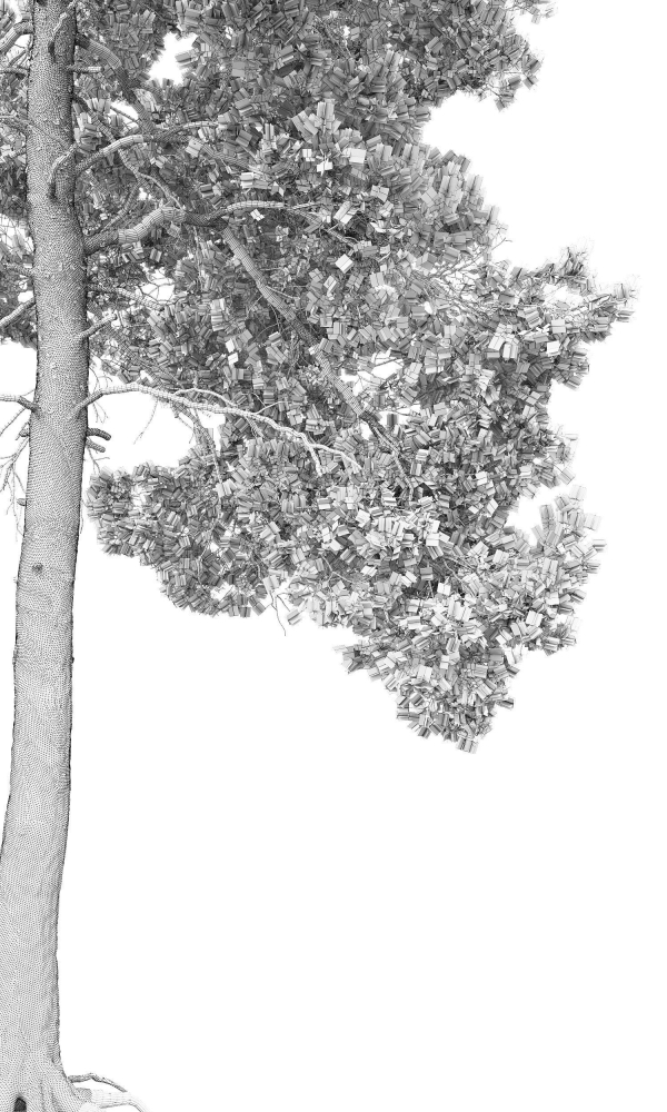 Pinus Sylvestris 14 H16m