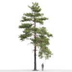 Pinus Sylvestris 14 H16m