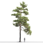 Pinus Sylvestris 14 H16m
