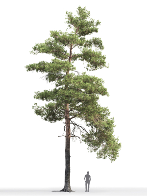 pinus-sylvestris-14-h16m-3d-model-a35097afae