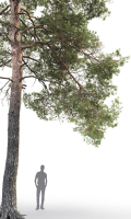 Pinus Sylvestris 14 H16m