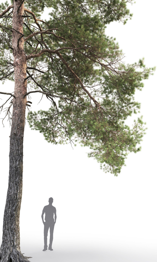 Pinus Sylvestris 14 H16m