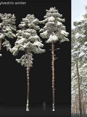 Pinus Sylvestris 31 Winter