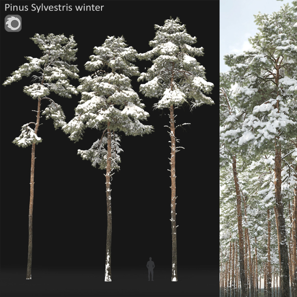 Pinus Sylvestris 31 Winter