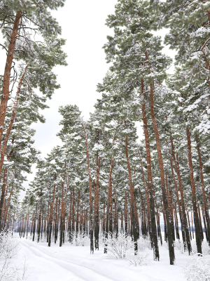 pinus-sylvestris-31-winter-3d-model-8303acd6a6