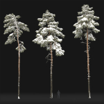 Pinus Sylvestris 31 Winter