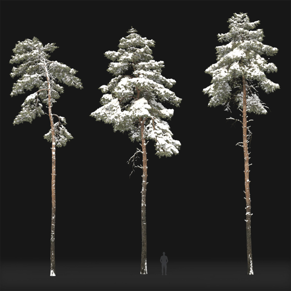 Pinus Sylvestris 31 Winter