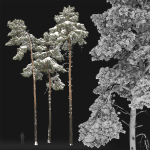 Pinus Sylvestris 31 Winter