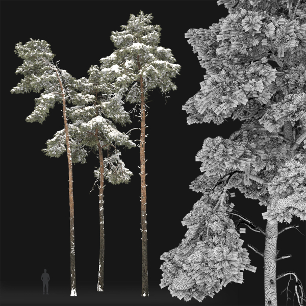 Pinus Sylvestris 31 Winter