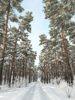Pinus Sylvestris 31 Winter