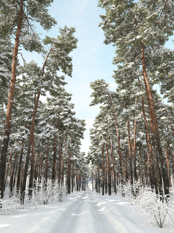 Pinus Sylvestris 31 Winter