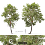 Pinus sylvestris collection