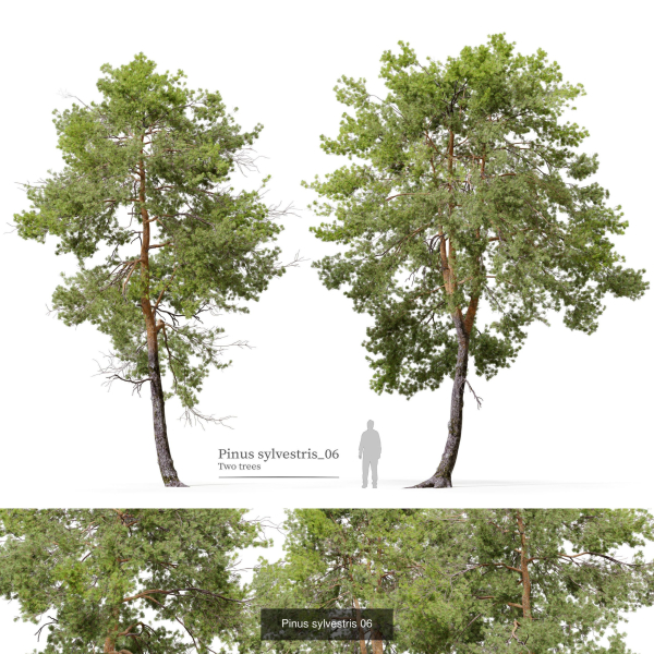 Pinus sylvestris collection