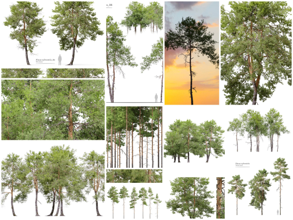 Pinus sylvestris collection