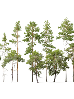 Pinus sylvestris collection