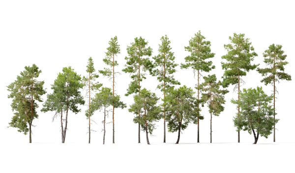 Pinus sylvestris collection