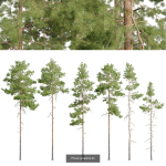 Pinus sylvestris collection