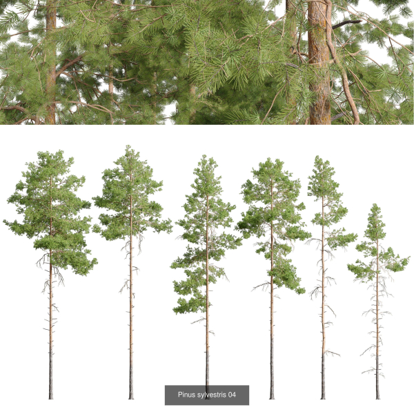 Pinus sylvestris collection
