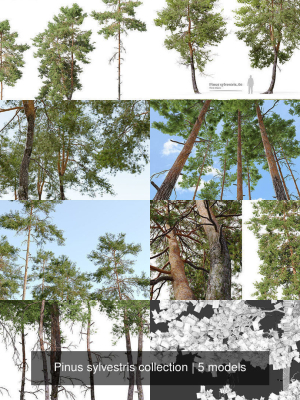 pinus-sylvestris-collection-3d-model-6c81f0126e