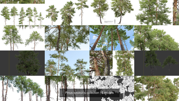 Pinus sylvestris collection