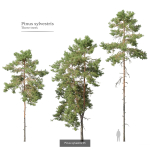 Pinus sylvestris collection