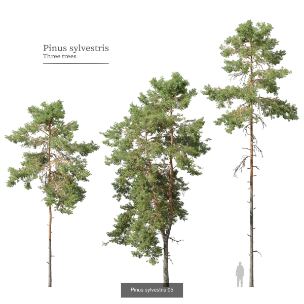 Pinus sylvestris collection