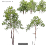 Pinus sylvestris collection