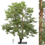 Pinus sylvestris collection