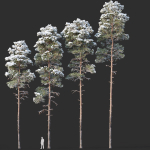 Pinus sylvestris Mega Collection Winter 12 models H10-27m