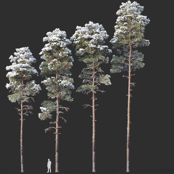Pinus sylvestris Mega Collection Winter 12 models H10-27m