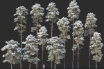 Pinus sylvestris Mega Collection Winter 12 models H10-27m