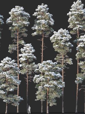 Pinus sylvestris Mega Collection Winter 12 models H10-27m