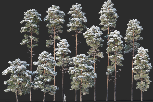 Pinus sylvestris Mega Collection Winter 12 models H10-27m