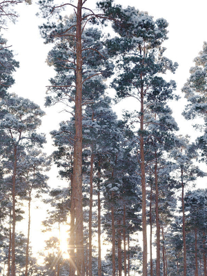 pinus-sylvestris-mega-collection-winter-12-models-h10-27m-3d-model-1bf39880f3