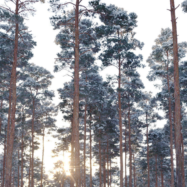 Pinus sylvestris Mega Collection Winter 12 models H10-27m