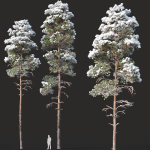 Pinus sylvestris Mega Collection Winter 12 models H10-27m