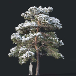 Pinus sylvestris Mega Collection Winter 12 models H10-27m