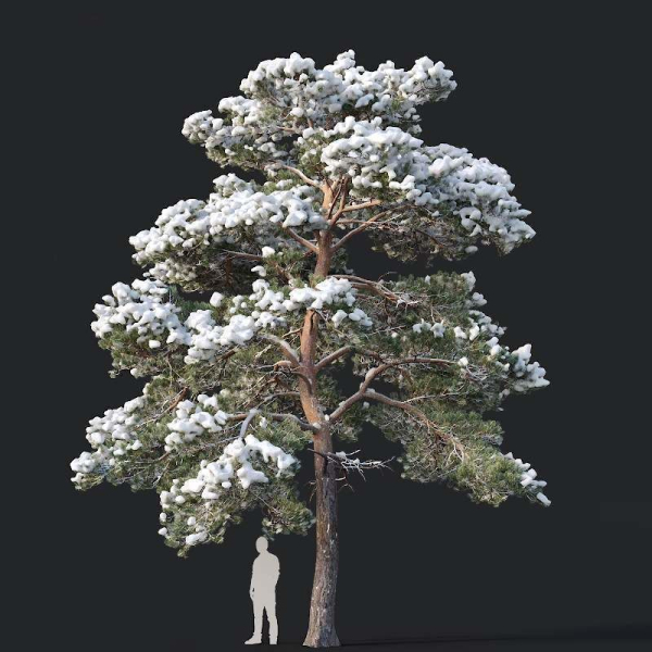 Pinus sylvestris Mega Collection Winter 12 models H10-27m