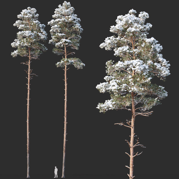 Pinus sylvestris Mega Collection Winter 12 models H10-27m
