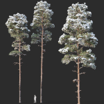Pinus sylvestris Mega Collection Winter 12 models H10-27m