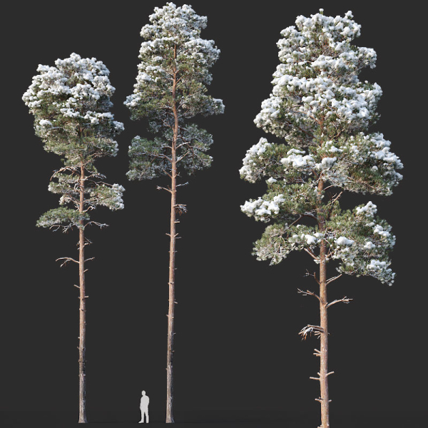 Pinus sylvestris Mega Collection Winter 12 models H10-27m