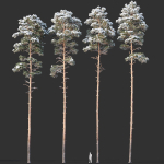 Pinus sylvestris Mega Collection Winter 12 models H10-27m