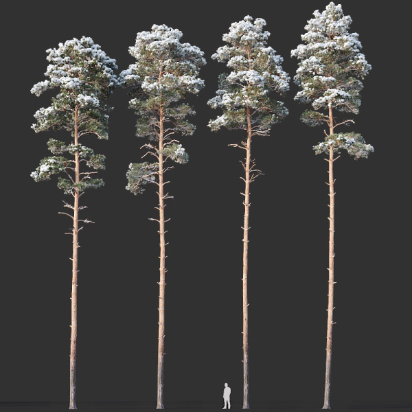 Pinus sylvestris Mega Collection Winter 12 models H10-27m
