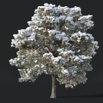 Pinus sylvestris Nr7 H7-10m Winter Three tree set