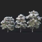 Pinus sylvestris Nr7 H7-10m Winter Three tree set