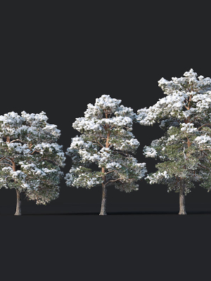 pinus-sylvestris-nr7-h7-10m-winter-three-tree-set-3d-model-7c54b2ba17