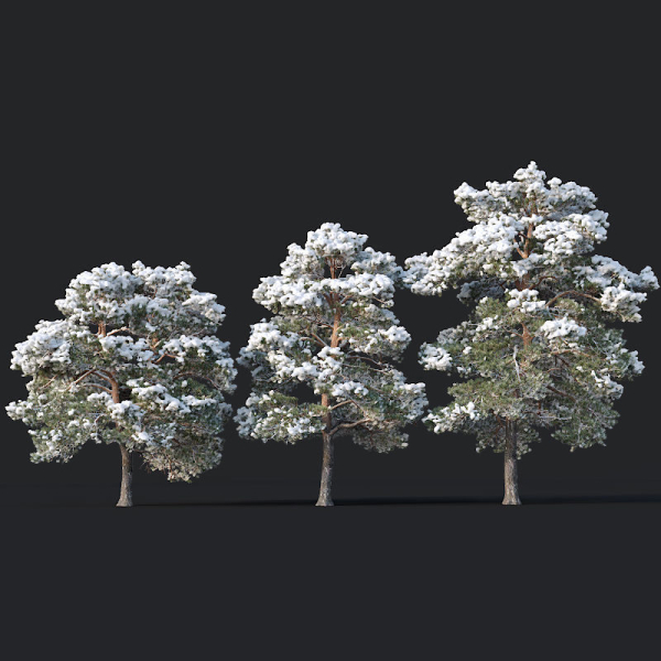 Pinus sylvestris Nr7 H7-10m Winter Three tree set