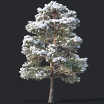 Pinus sylvestris Nr7 H7-10m Winter Three tree set