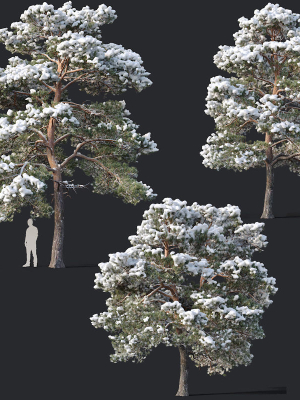 Pinus sylvestris Nr7 H7-10m Winter Three tree set