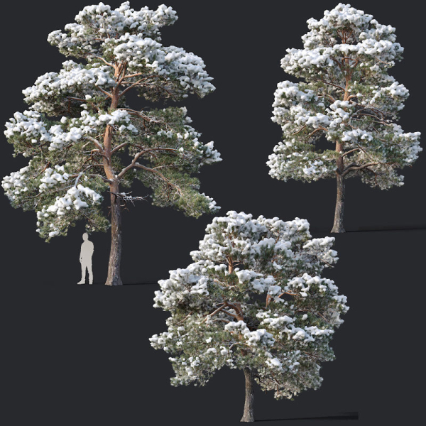 Pinus sylvestris Nr7 H7-10m Winter Three tree set